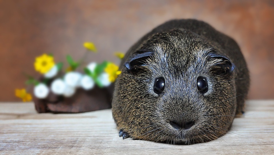 wide-eyed guinea pig